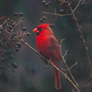 The northern Cardinal in misty forest