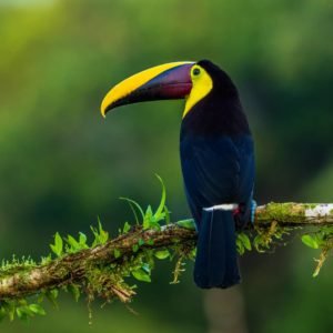 The choco toucan