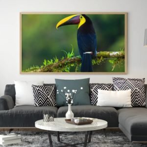 The choco toucan