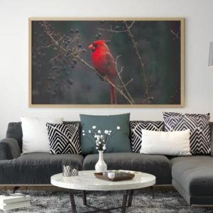 The northern Cardinal in misty forest